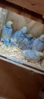 Baby grasparkieten regenboog, Dieren en Toebehoren