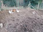 Gratis compost, Ophalen, Compost