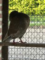 holle kroppers, Dieren en Toebehoren, Vogels | Duiven, Meerdere dieren, Kropper