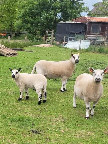 Ram te koop