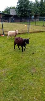 Bonte Ouessantram, Dieren en Toebehoren, Schapen, Geiten en Varkens