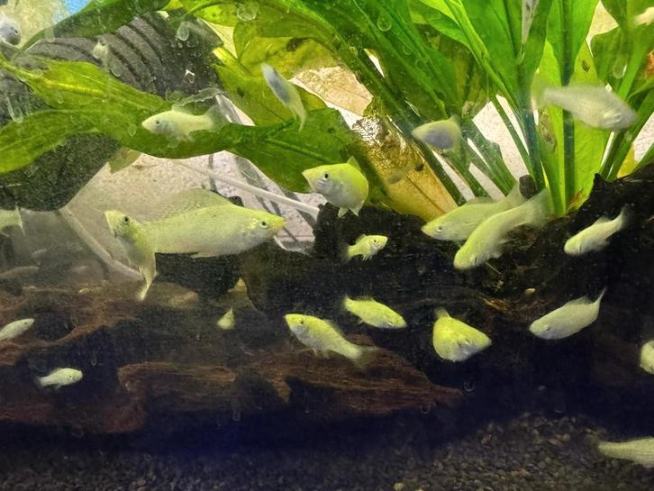 Mooie Zilver Poecilia sphenops  te koop!, Dieren en Toebehoren, Vissen | Aquariumvissen