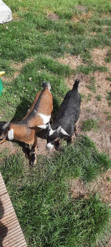 dwerggeitje, Mâle, Chèvre, 0 à 2 ans