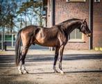 SPOED GEZOCHT springpaarden van 3 tot 13 jr, Dieren en Toebehoren, Paarden, Springpaard, Ruin, L, 7 tot 10 jaar