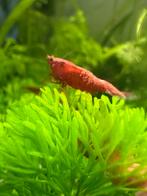 Rode garnalen, Dieren en Toebehoren, Vissen | Aquariumvissen