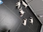 Jack russel pups, Dieren en Toebehoren, Honden | Jack Russells en Terriërs, België, Particulier, Jack Russell Terriër, 8 tot 15 weken