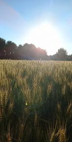 GEZOCHT landbouwgrond, weides, akkerland te huur, Zakelijke goederen, Ophalen of Verzenden