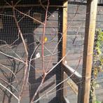 4 kanaries te koop, Dieren en Toebehoren