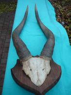 ancien bois ANTILOPE, Verzamelen, Dierenverzamelingen, Ophalen of Verzenden, Zo goed als nieuw, Overige soorten, Gewei of Kop