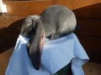 Engelse hangoor ram blauw., Mannelijk, Middelgroot, Hangoor, 0 tot 2 jaar