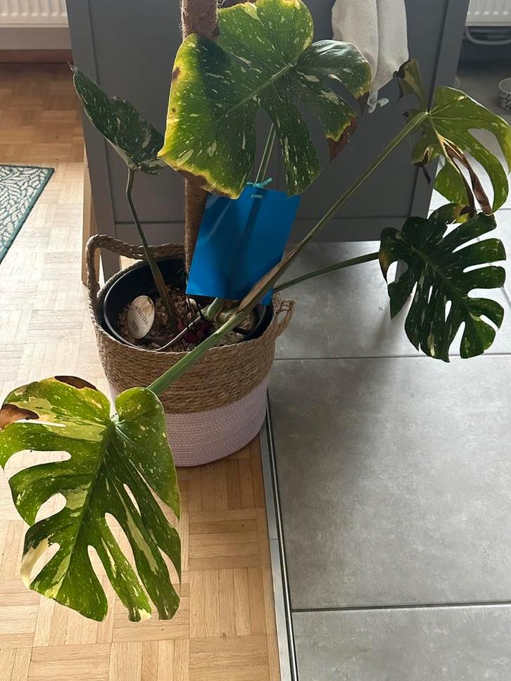 Monstera thai constellation, Huis en Inrichting, Kamerplanten, Overige soorten, Groene kamerplant, Halfschaduw, Ophalen