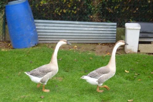 Couple d' oies caronculées du Japon, Animaux & Accessoires, Volatiles, Oie ou Cygne, Plusieurs animaux