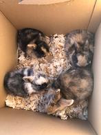 Dwergkonijntjes te koop, Meerdere dieren, Klein, 0 tot 2 jaar