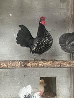 Mix sebright serama haan, Dieren en Toebehoren