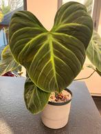 Mooie Philodendron El Choco Red, Huis en Inrichting, Kamerplanten, Ophalen