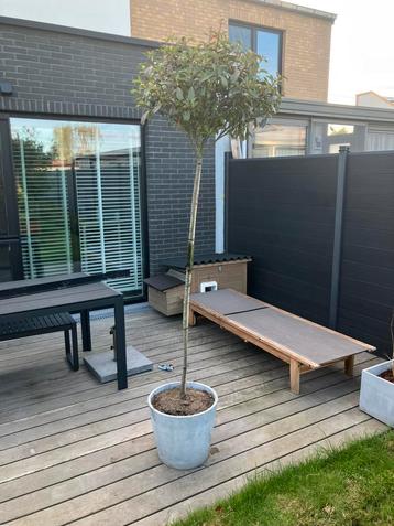 Glansmispel Photinia 'Red Robin' boom op stam beschikbaar voor biedingen