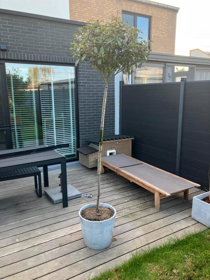 Glansmispel Photinia 'Red Robin' boom op stam, Tuin en Terras, Planten | Bomen, Bolboom, 100 tot 250 cm, Halfschaduw, Lente, In pot