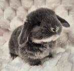 Franse hangoor, Dieren en Toebehoren, Konijnen, Hangoor