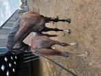 Don't touch My Money YS Z, Dieren en Toebehoren, Springpaard, Gechipt, 0 tot 2 jaar, Hengst
