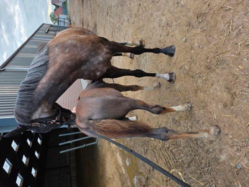 Don't touch My Money YS Z, Dieren en Toebehoren, Paarden, Hengst, Onbeleerd, 0 tot 2 jaar, Springpaard, Met stamboom, Gechipt