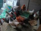 Poules pondeuses, Poule ou poulet