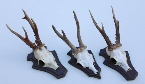 3 x REE GEWEI op houten schild - met kaakdeeltjes (ref. V), Verzamelen, Dierenverzamelingen, Gebruikt, Gewei of Kop, Hert, Ophalen of Verzenden