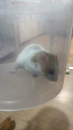 hamster, Dieren en Toebehoren, Knaagdieren, Hamster, Mannelijk, December, Tam