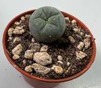 Lophophora Williamsii Small, Huis en Inrichting, Cactus, Minder dan 100 cm, Verzenden