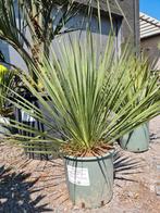 Yucca Rostrata- Blue and blue, Tuin en Terras, Ophalen