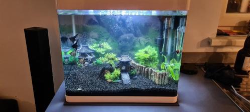 Panorama Aquarium 50l goede staat met vissen, Dieren en Toebehoren, Vissen | Aquaria en Toebehoren, Gebruikt, Gevuld zoetwateraquarium