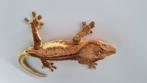 Crested gecko wimpergekko man