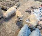 Golden retriever pups, Dieren en Toebehoren, Golden retriever, België, CDV (hondenziekte), 8 tot 15 weken