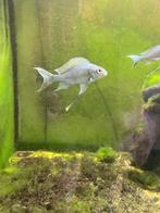 Ophthalmotilapia Ventralis Kala Tanganyika meer, Dieren en Toebehoren, Vissen | Aquariumvissen, Vis, Zoetwatervis, Schoolvis