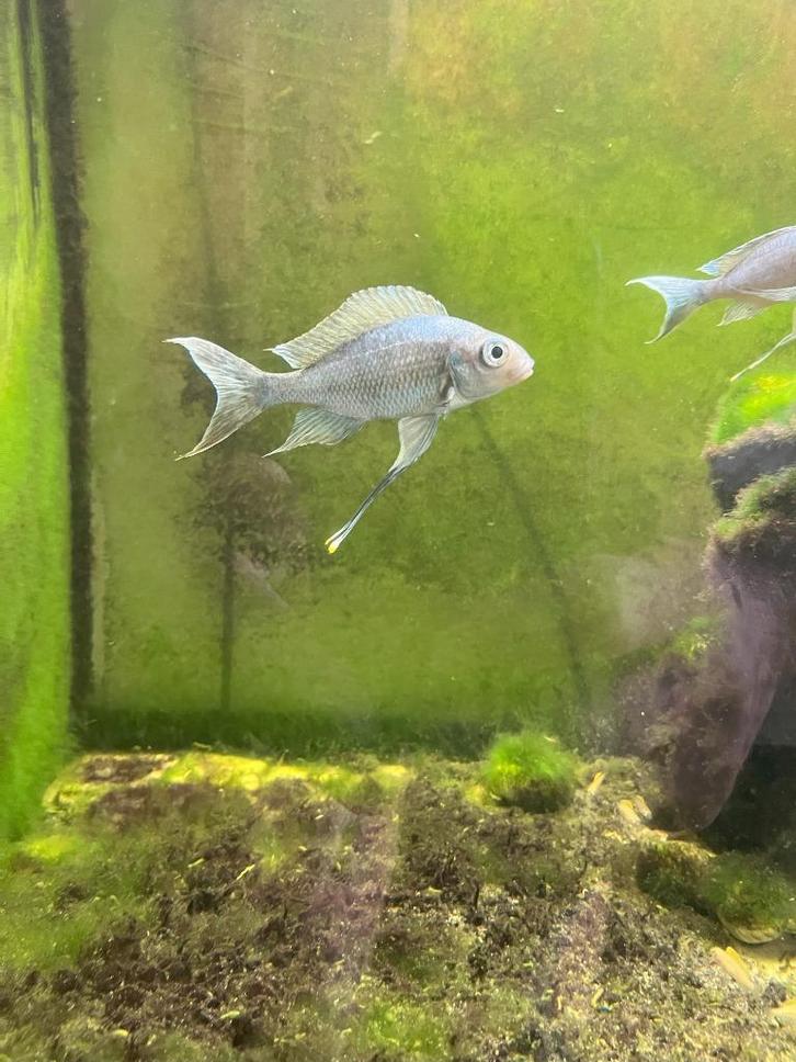 Ophthalmotilapia Ventralis Kala Tanganyika meer, Dieren en Toebehoren, Vissen | Aquariumvissen, Zoetwatervis, Vis, Schoolvis