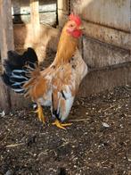 Mooie, schattige serama haantjes, Dieren en Toebehoren, Pluimvee