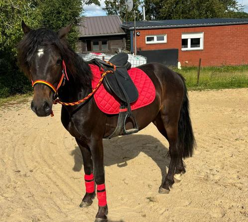 2 hongres Connemara 2ans, Animaux & Accessoires, Poneys, Hongre, Ne s'applique pas, Poney D (1.37 m à 1.48m), 0 à 2 ans, Avec pedigree