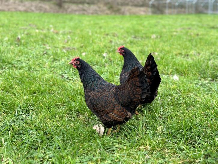 Barnevelder krielkippen hennen gesekst + ingeënt, Dieren en Toebehoren, Pluimvee, Kip, Vrouwelijk