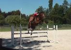 Ruiter Groom Stalhulp, Dieren en Toebehoren, Paarden, Meerdere dieren, Z, Gechipt
