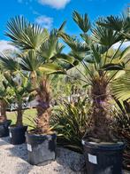Palmboom -Trachycarpus Wagnerianus, Ophalen, Palmboom