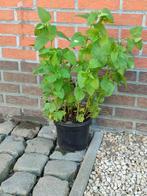 Citroenmelisse plant, Tuin en Terras, Planten | Tuinplanten, Ophalen, Vaste plant, Bloeit niet, Halfschaduw