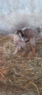 "super lieve kleintjes", Animaux & Accessoires, Moutons, Chèvres & Cochons, Plusieurs animaux, Chèvre, 0 à 2 ans