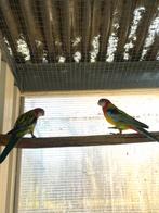 parkiet, Dieren en Toebehoren, Meerdere dieren, Parkiet, Geringd