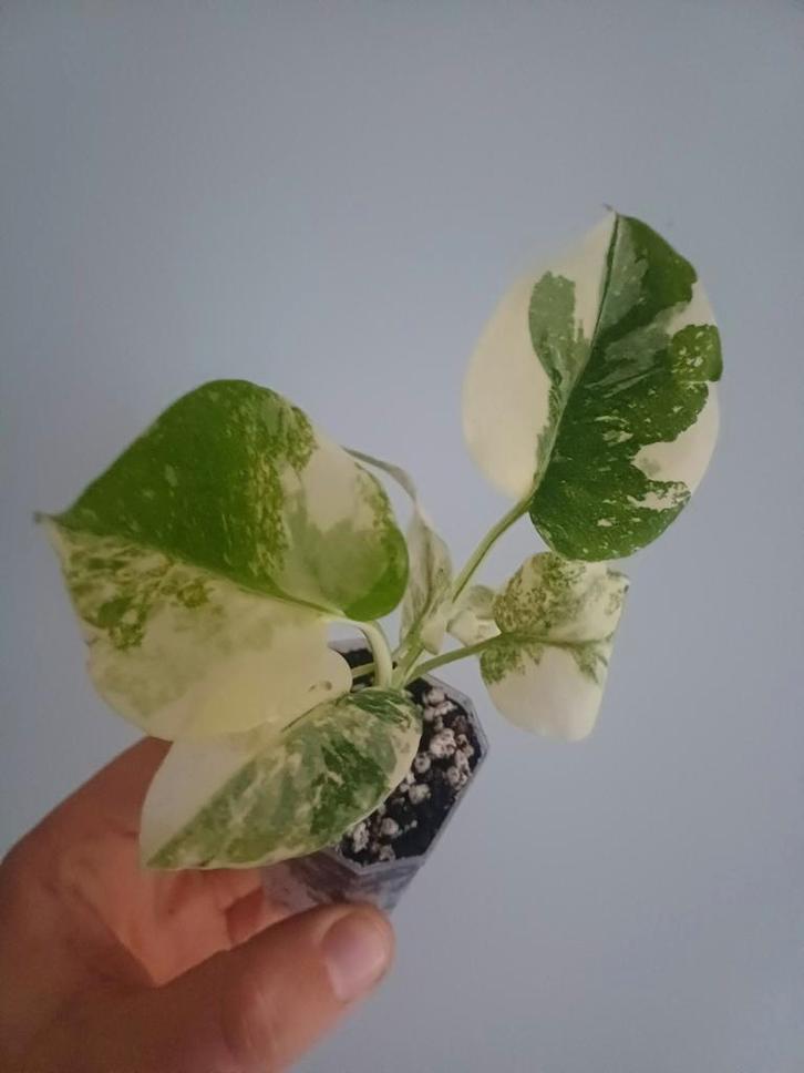 Monstera Cream Cheese, Maison & Meubles, Plantes d'intérieur, Autres espèces, Moins de 100 cm, Plante verte, Ombre partielle, En pot