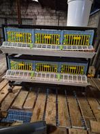 Kweekkooi voor kwartels, Dieren en Toebehoren, Ophalen