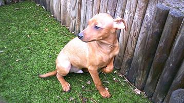Pinscher pups, Dieren en Toebehoren, België, CDV (hondenziekte), 8 tot 15 weken, Meerdere