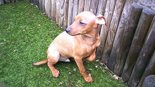Pinscher pup, Dieren en Toebehoren, Honden | Bulldogs, Pinschers en Molossers, Reu, Overige rassen, Fokker | Professioneel, Eén hond