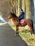 18-jarige C-pony voor zowel springen als dressuur, Dieren en Toebehoren, Pony's, Merrie, Dressuurpony, 11 jaar of ouder, L