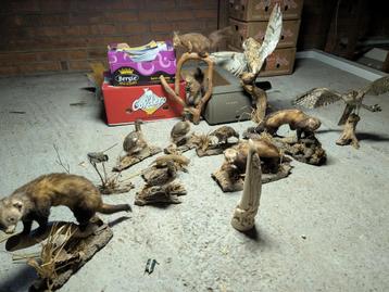 Lot opgezette dieren beschikbaar voor biedingen
