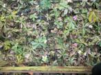 Helleborus orientalis hybride, Volle zon, Vaste plant, Winter, Ophalen
