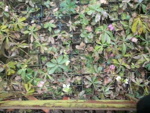 Helleborus orientalis hybride, Tuin en Terras, Planten | Tuinplanten, Vaste plant, Overige soorten, Volle zon, Winter, Ophalen